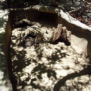 Children's Zoo - Echidna Exhibit