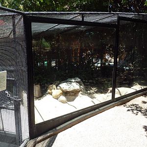 Children's Zoo - Fennec Fox Exhibit