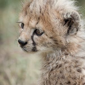 Cheetah Cub - 13/08/2011