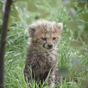 Cheetah Cub - 13/08/2011