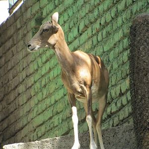 female alborz wild sheep