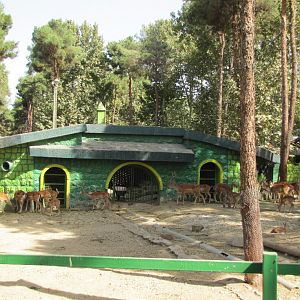 European fallow deer  Exhibit