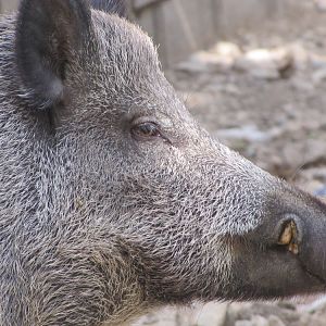 wild boar