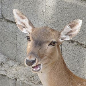 female persian fallow deer