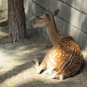 female persian fallow deer