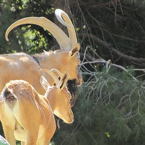 female and male wild bezoar
