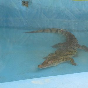 persian crocodile (Crocodylus palustris)