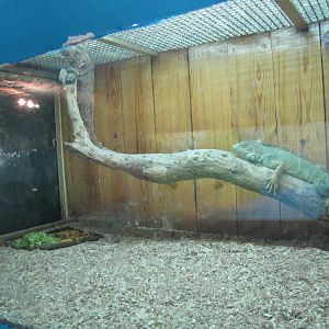 green Iguana Exhibit