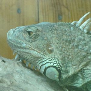 green Iguana