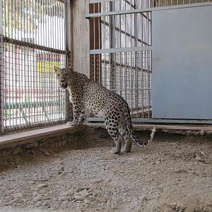 persian leopard(rika)