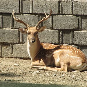 male persian fallow deer