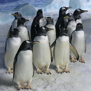 230990 198114990232429 193114804065781 517651 5976 239 n