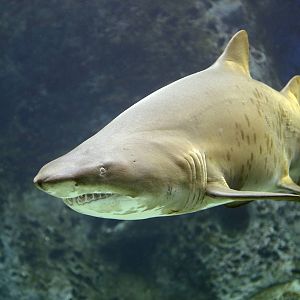 Sandtiger Shark