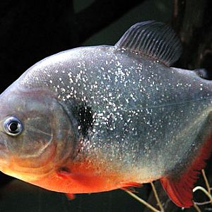 piranha1