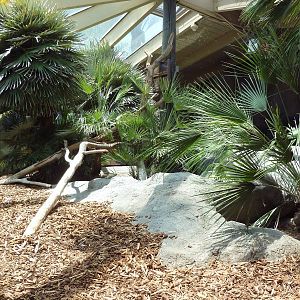 Komodo Dragon Exhibit