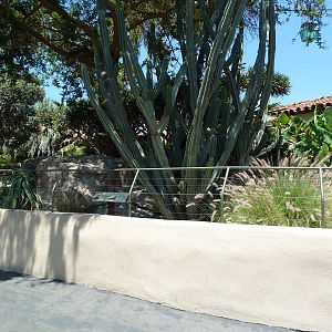 Western Great Plated Lizard/Red-Headed Agama Exhibit