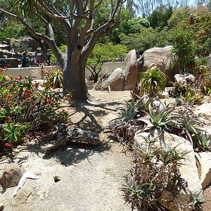 Reptile Exhibit (7 Species)