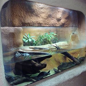 Siebenrock's Snake-Necked Turtle Exhibit