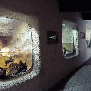Turtle Exhibits