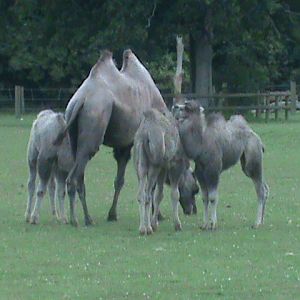 bactrian camels 100711