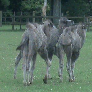 bactrian camels 100711