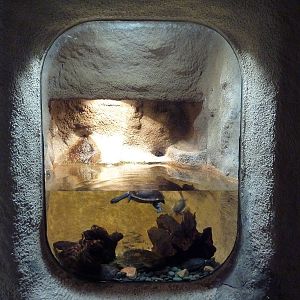 McCord's Snake-Necked Turtle Exhibit