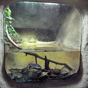 Red-Headed River Turtle Exhibit