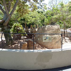 Exuma Island Iguana Exhibit