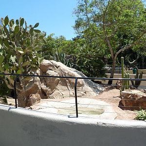 Anegada Island Iguana Exhibit