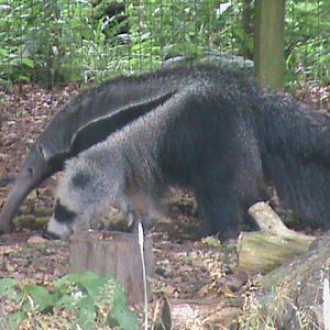 giant anteater 100711