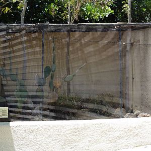 Cuban Iguana Exhibit