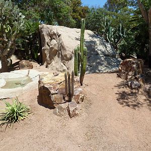 Anegada Island Iguana Exhibit