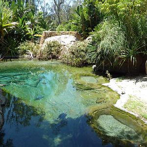 Gharial/Turtle Exhibit (7 Species)