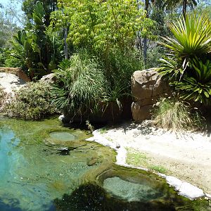 Gharial/Turtle Exhibit (7 Species)