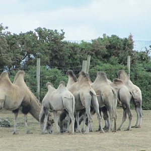 Camels