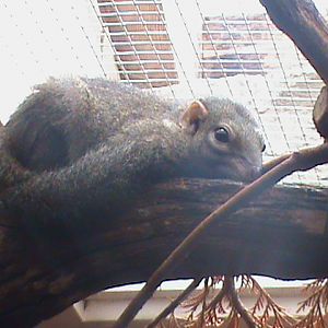 belanger's tree shrew 100711