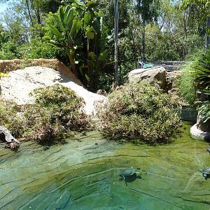 Gharial/Turtle Exhibit (7 Species)