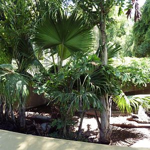 Burmese Brown Tortoise Exhibit