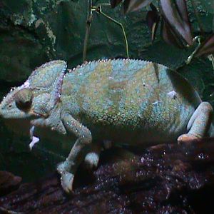 veiled chameleon 100711