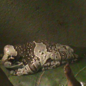 amazon milk frog 100711