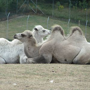 Camels
