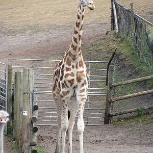 Giraffe
