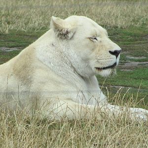 White Lioness