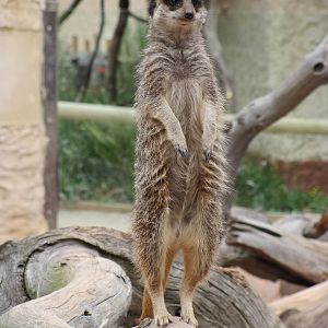 Meercat