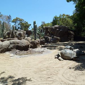 Galapagos Tortoise Exhibit
