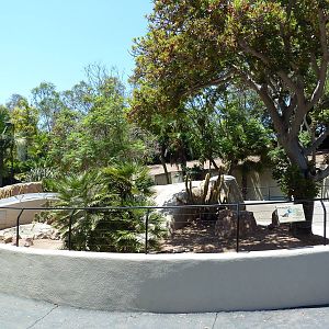 Exuma Island Iguana Exhibit