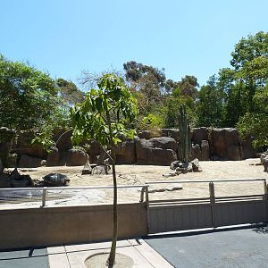 Galapagos Tortoise Exhibit