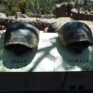 Galapagos Tortoise Exhibit