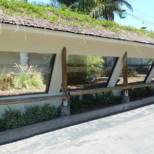 Komodo Dragon Exhibit