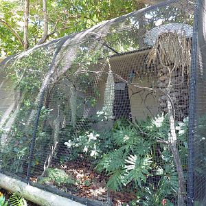 Green Aracari Exhibit